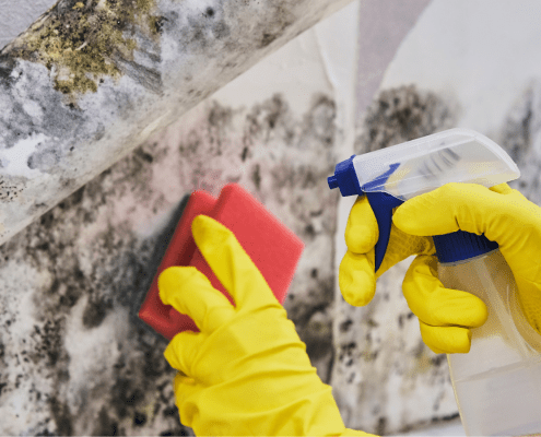 Cleaning following a toxic mold settlement in Florida