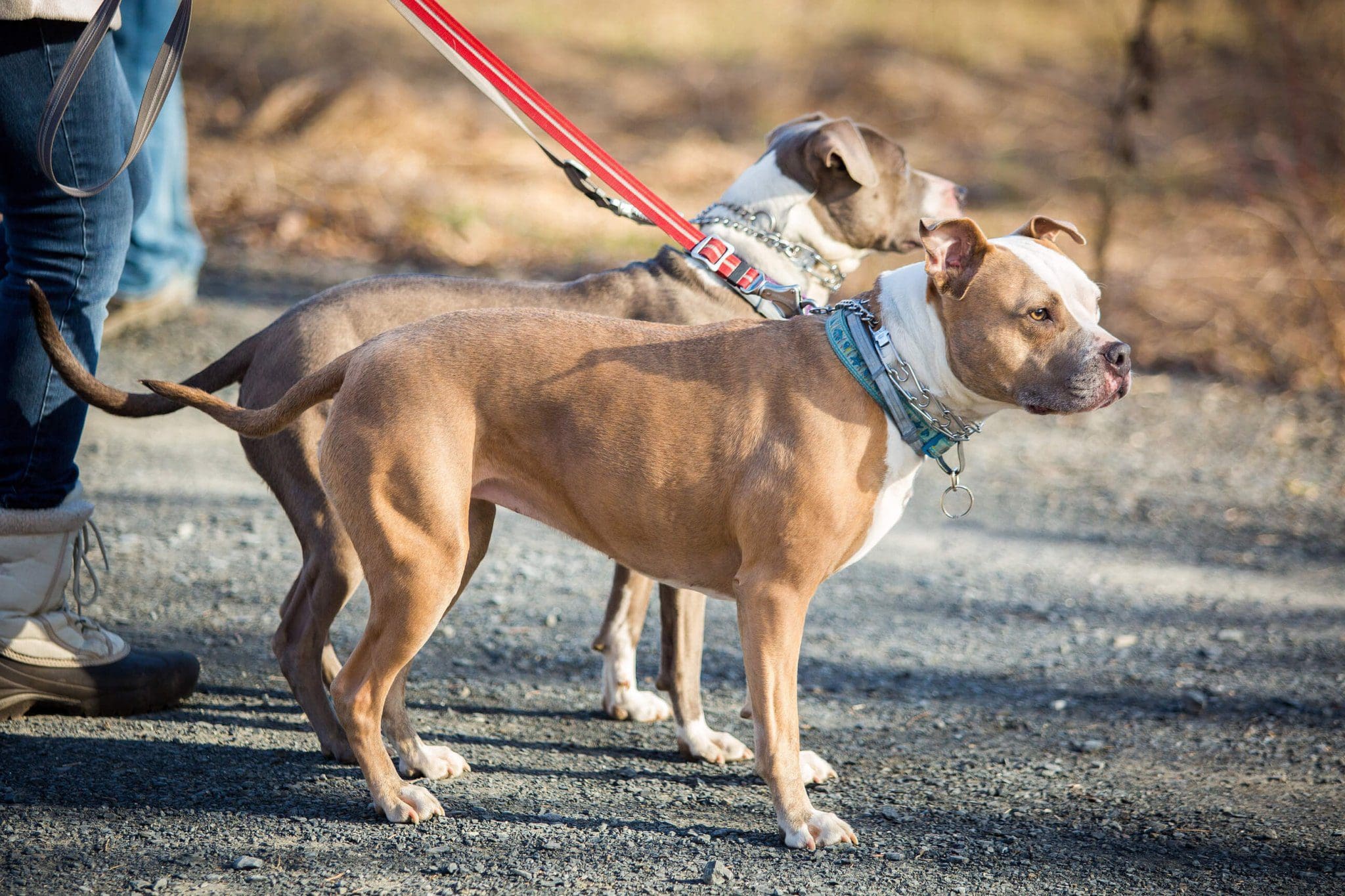 Hitting An Animal Who Is Liable For Damages? Calandro Law